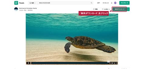 ビデオス|無料の動画素材：Pexels動画